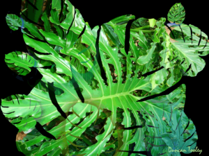 Tooley-Art-Studio-fractal-philodendron